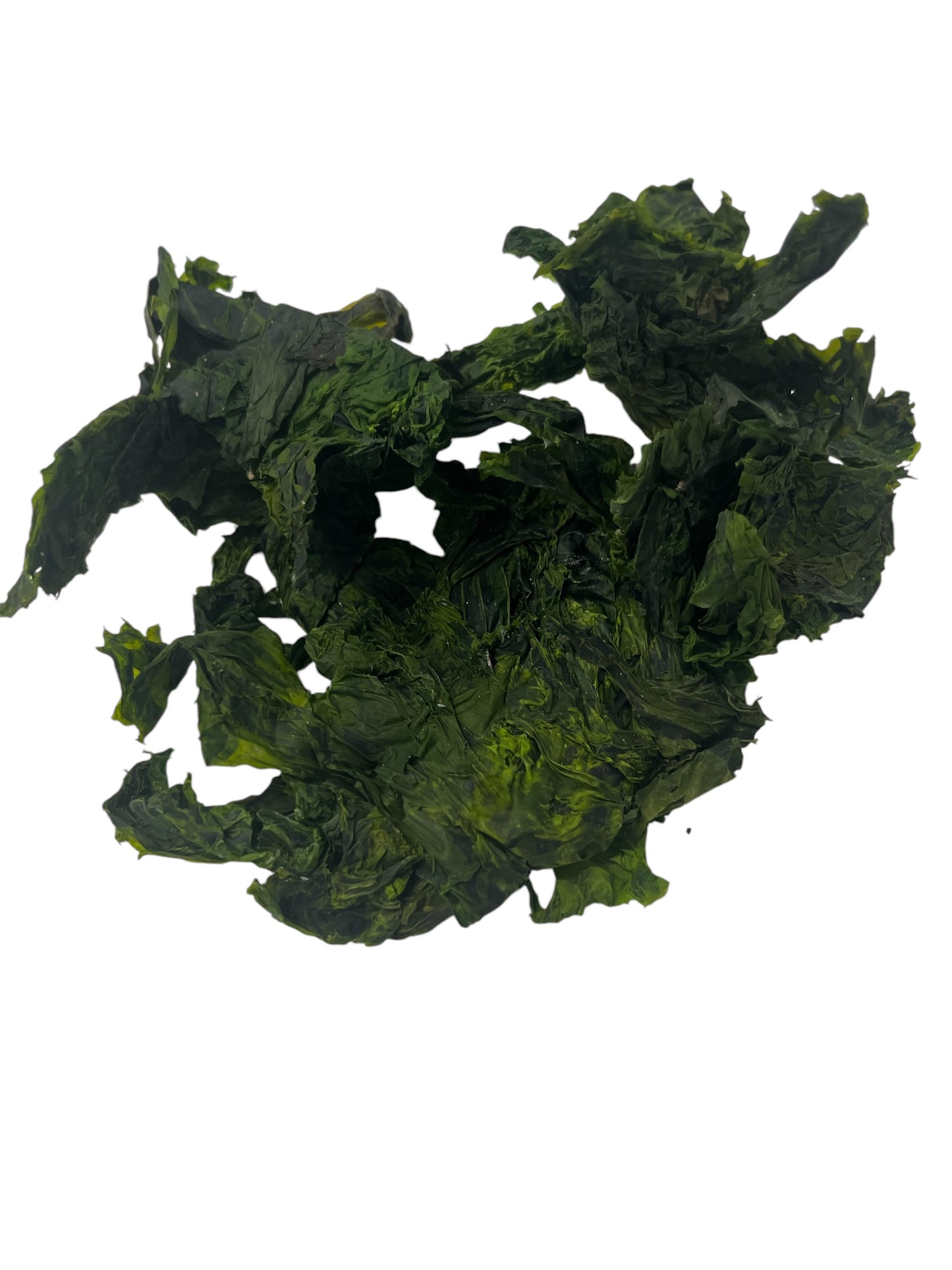 Wild Sea Lettuce (Ulva)