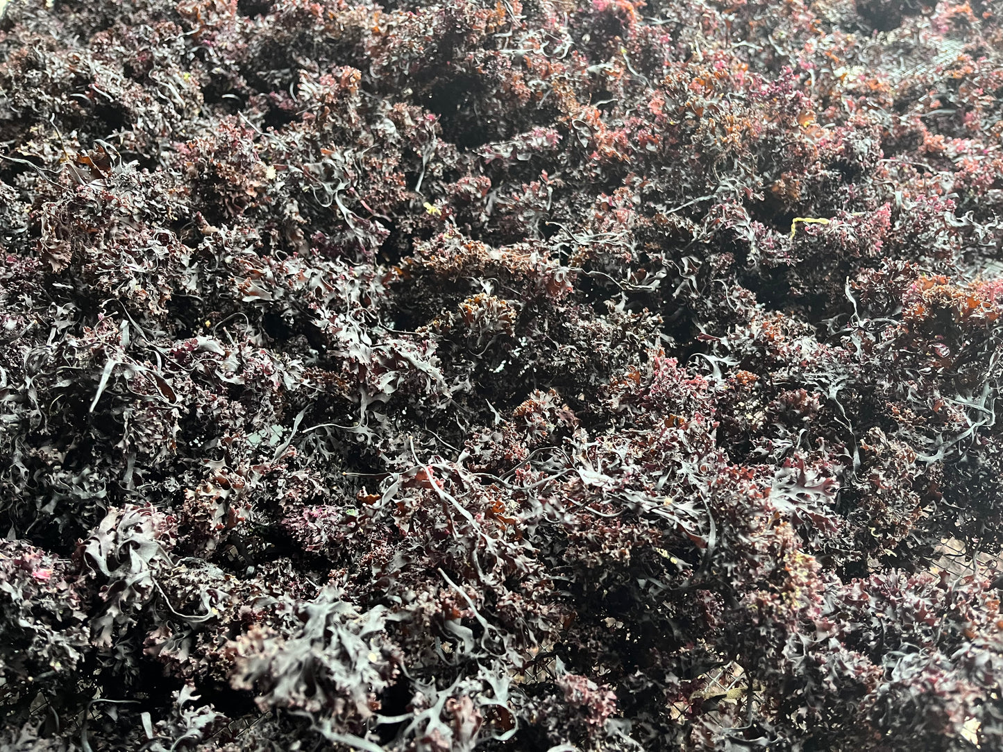 Wild Sea Moss (Chondrus Crispus)