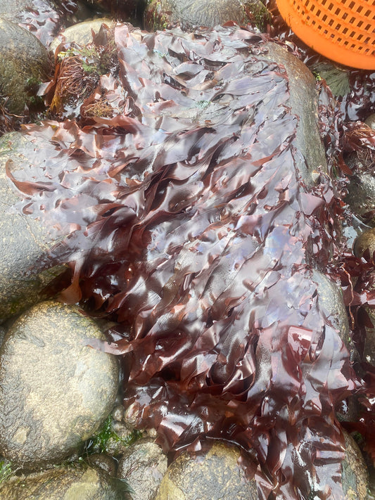 Wild Dulse (Palmaria Palmata)