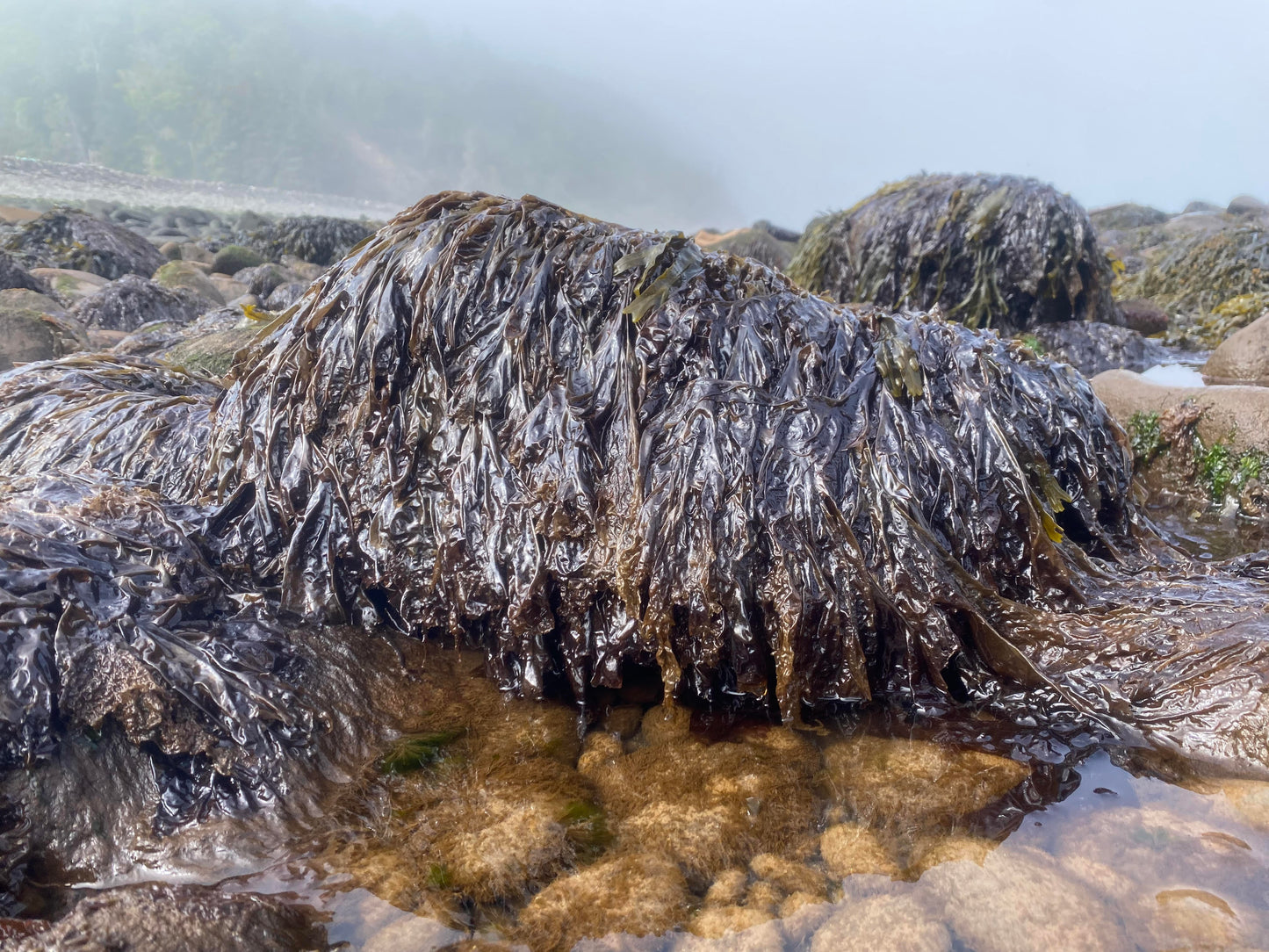 Wild Nori (Porphyra)