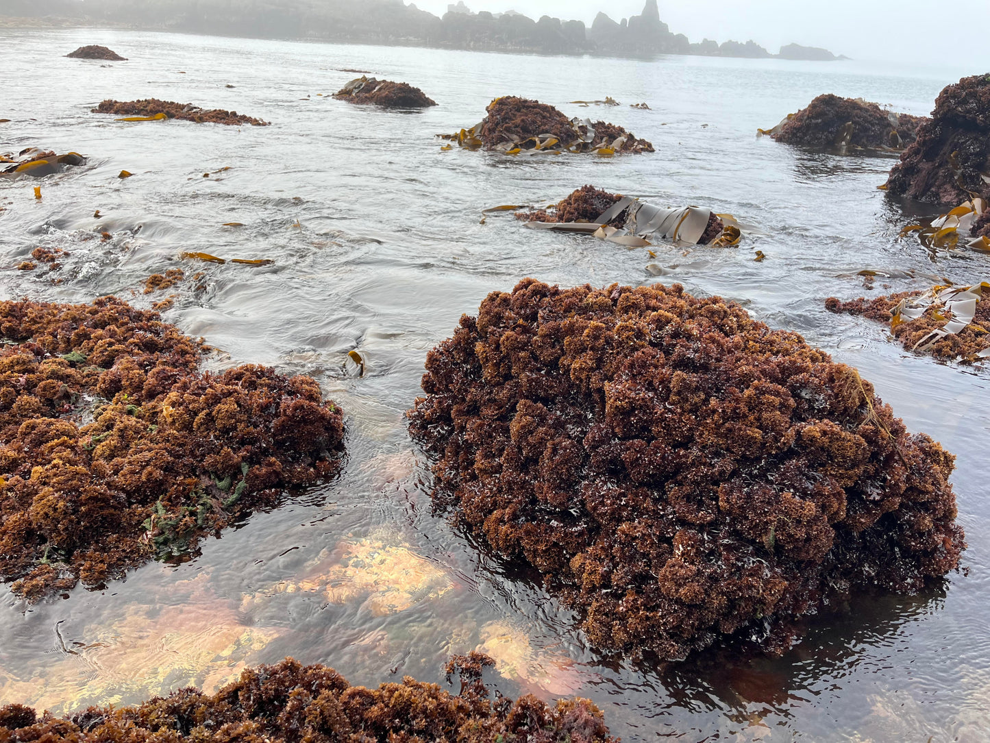 Wild Sea Moss (Chondrus Crispus)