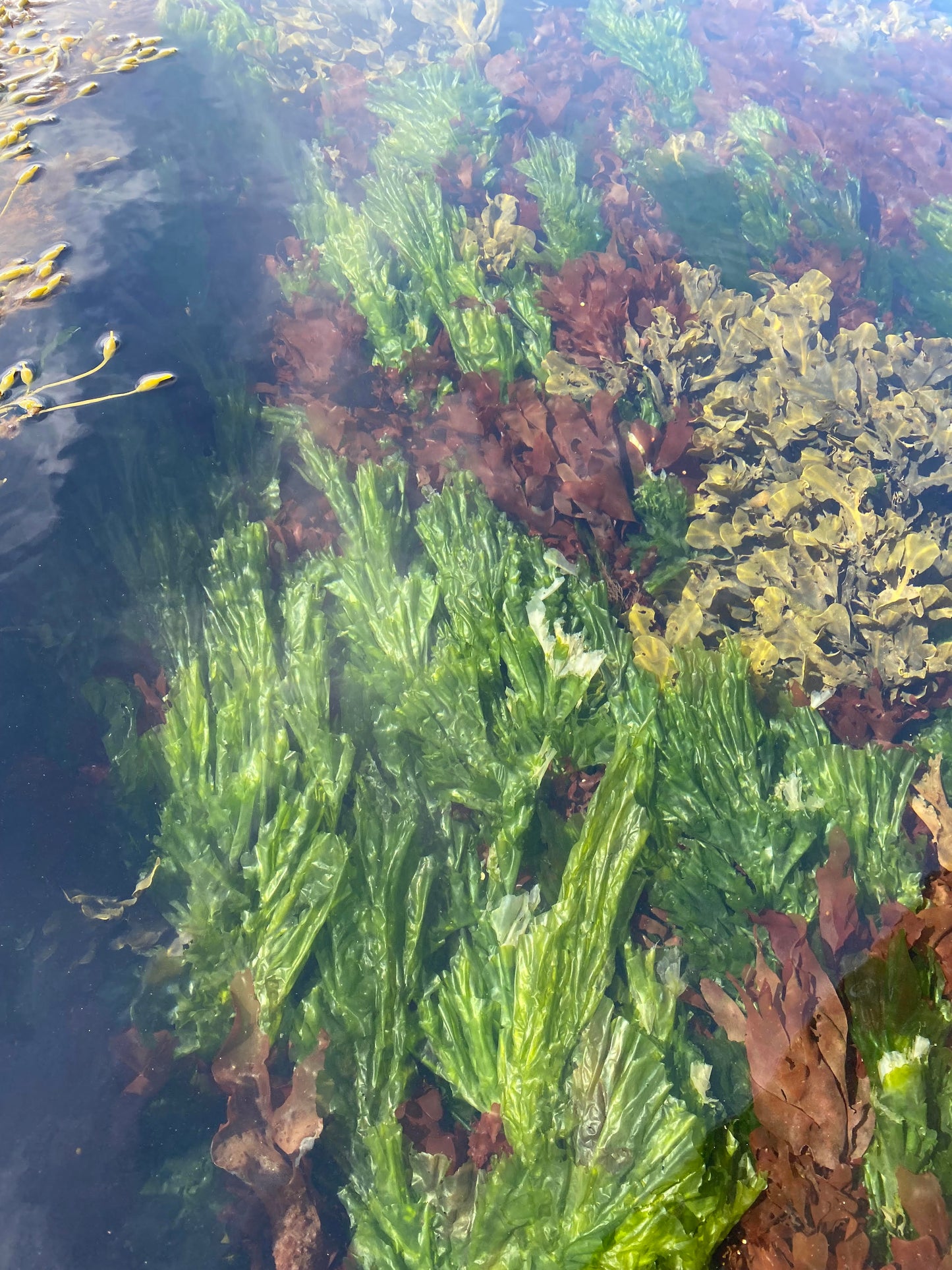 Wild Sea Lettuce (Ulva)